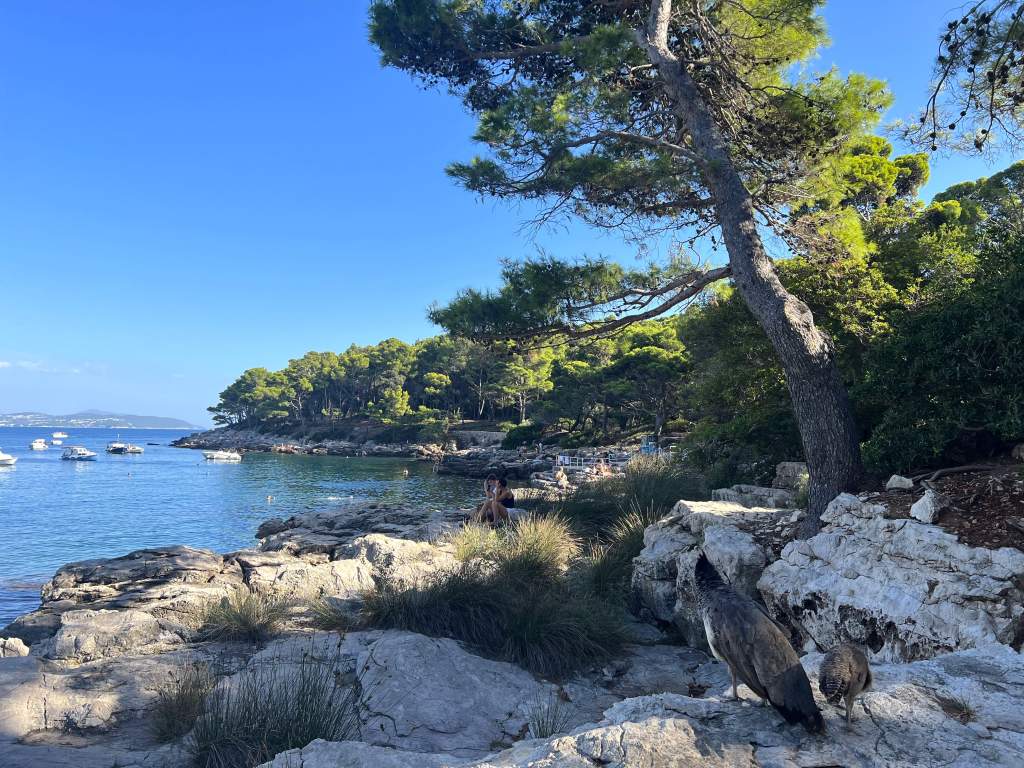 Lokrum Island with rock and peacock