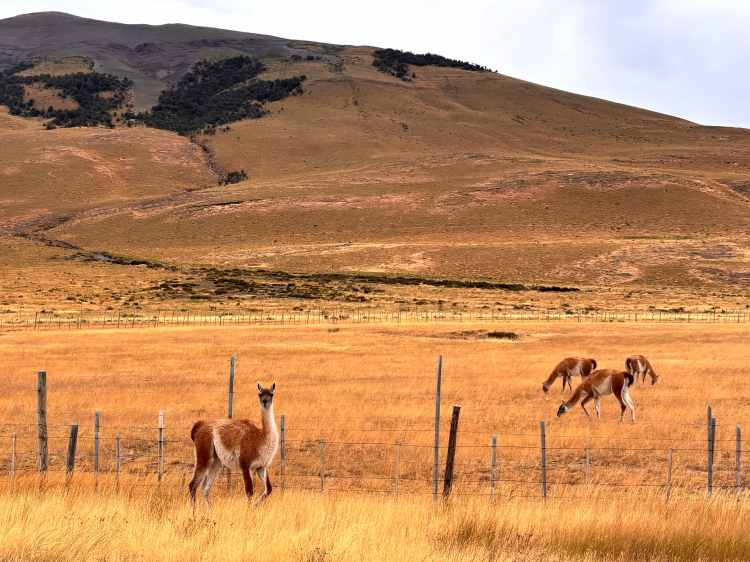 Guanacos grazing in Patagonia