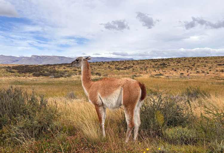 Guanaco in Patgonia